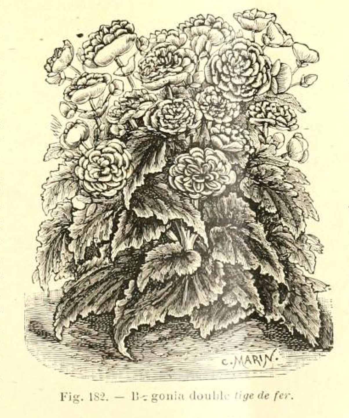 B. ‘Tige De Fer’